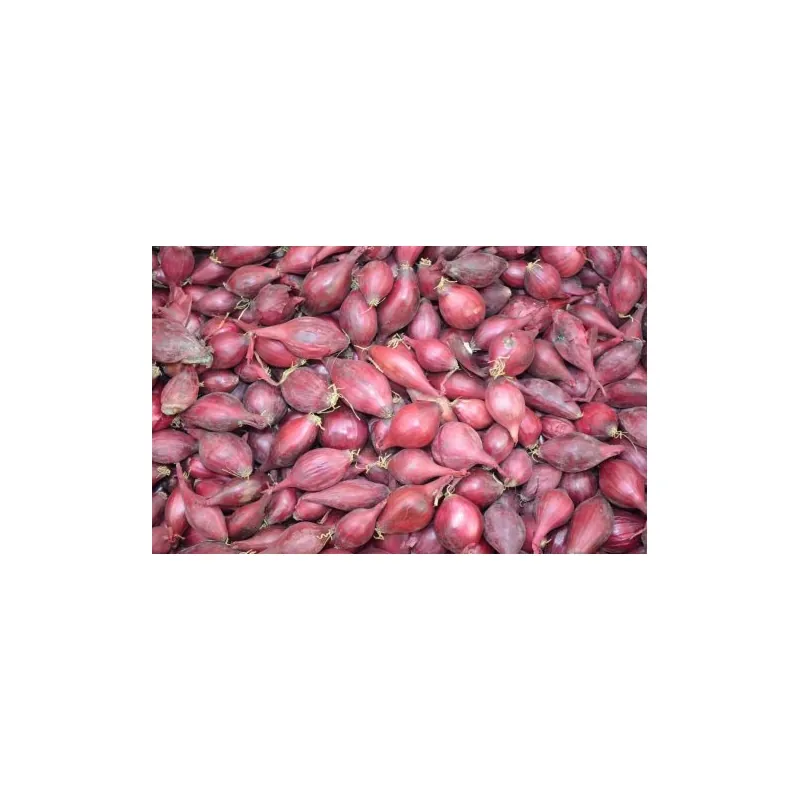 Лук севок Робин