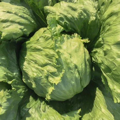 Салат головчастый Топачо Bejo | Topacio Bejo