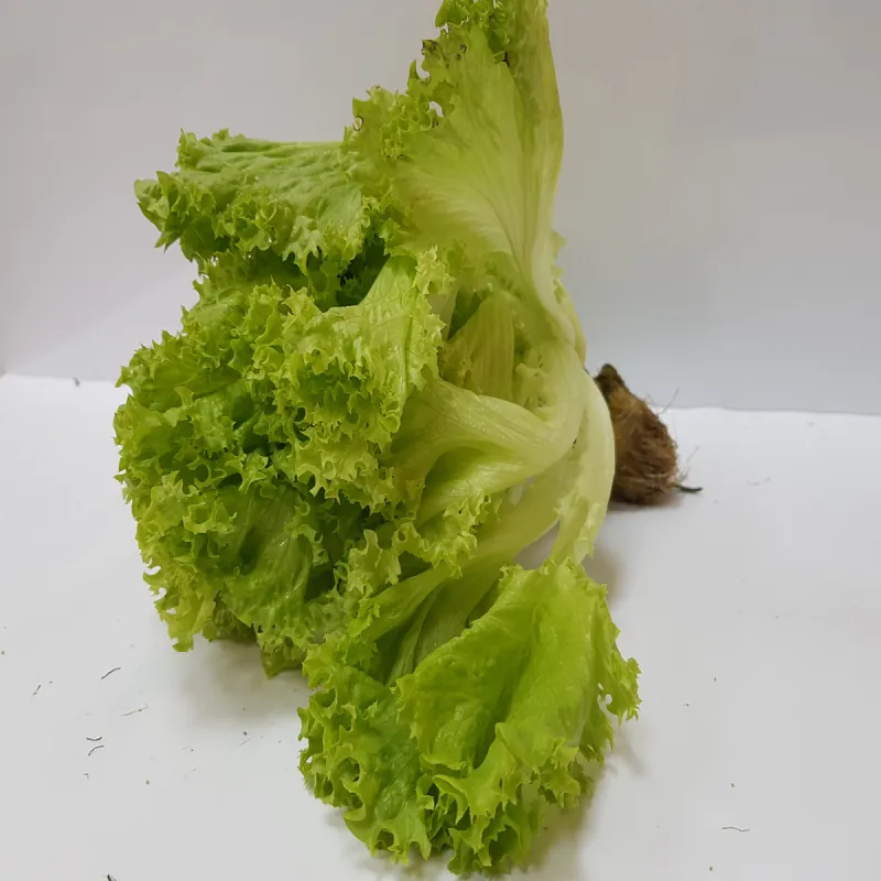 Салат листовой Биондонна Bejo | Biondonna Bejo