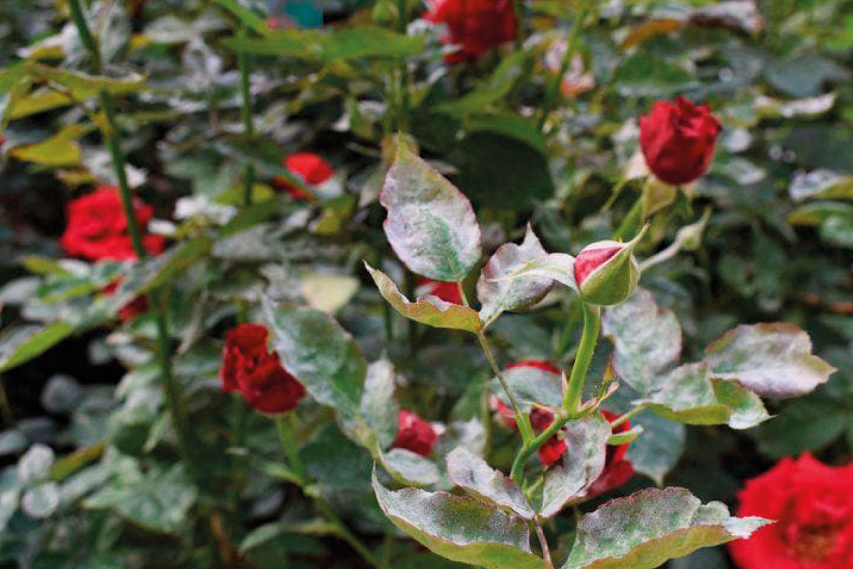 обработка тли на розах