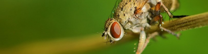 Луковая муха: как распознать вредителя и защитить лук и чеснок