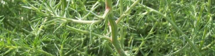 Курай (Salsola ruthenica) - описание сорняка, биологические особенности и эффективная борьба