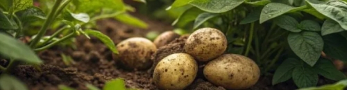 Сбалансированная система подкормки картофеля: макро- и микроэлементы для урожая