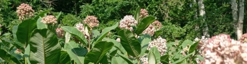 Ваточник сирійський (Asclepias syriaca) - опис бур'яну, біологічні особливості та ефективна боротьба