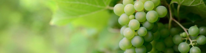 Обработка винограда после цветения - пошаговая технология и препараты