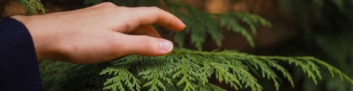 Стовбурові шкідники туї: ознаки ураження, профілактика та методи боротьби