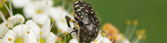 Олёнка мохнатая - как защитить сад от опасного вредителя