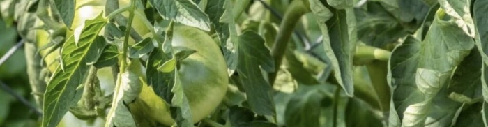 Почему скручиваются листья у помидоров: основные причины и что делать