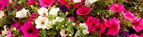 Хлороз петуній: причини, симптоми та ефективне лікування