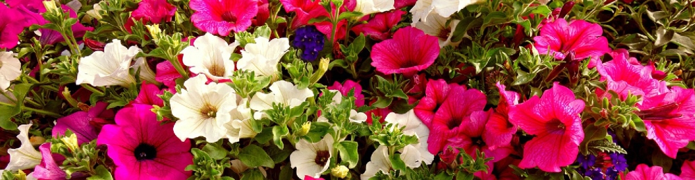 Хлороз петуній: причини, симптоми та ефективне лікування