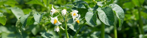 Підживлення картоплі по листу: схема, добрива та фази внесення