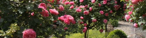 Что такое штамбовая роза: виды, преимущества и как выбрать саженец