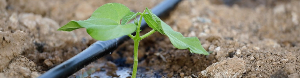 Стрічка для крапельного поливу: види, характеристики та вибір