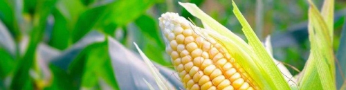 Запилення кукурудзи: як формується качан і чому немає зерна