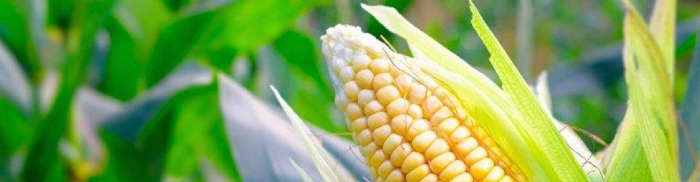 Опыление кукурузы: формирование початка и причины отсутствия зерна